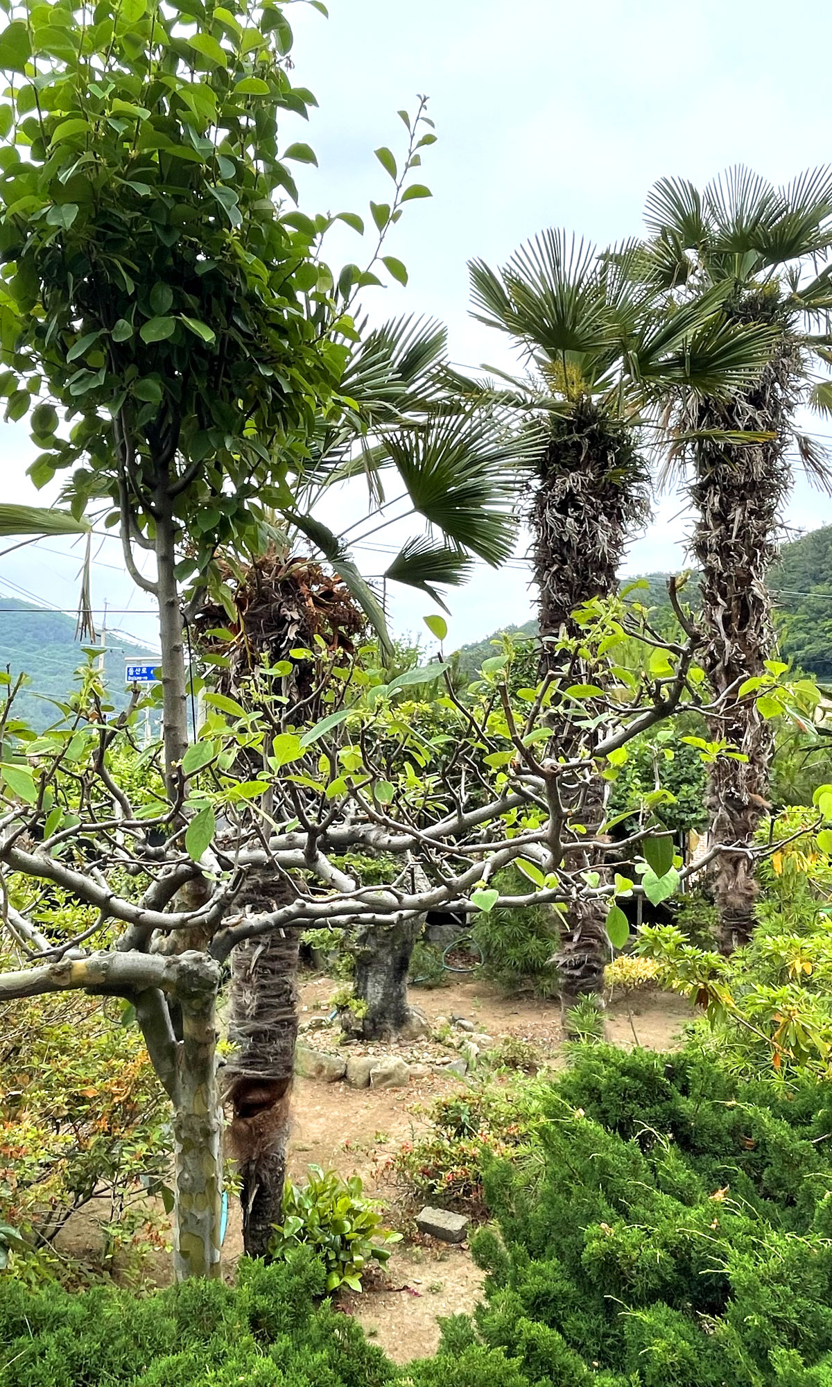 �ܺ��̹���